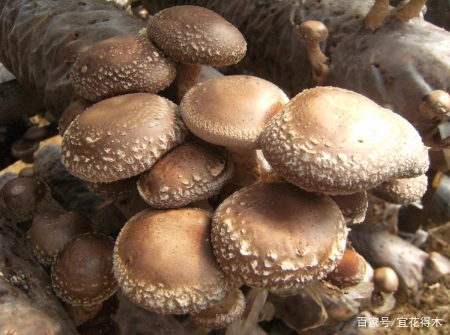蘑菇小常识（中）10种味道鲜美的蘑菇，哪一种是菌中之王？插图104